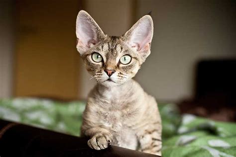 Devon Rex Cat Breed Profile Personality Care Pictures