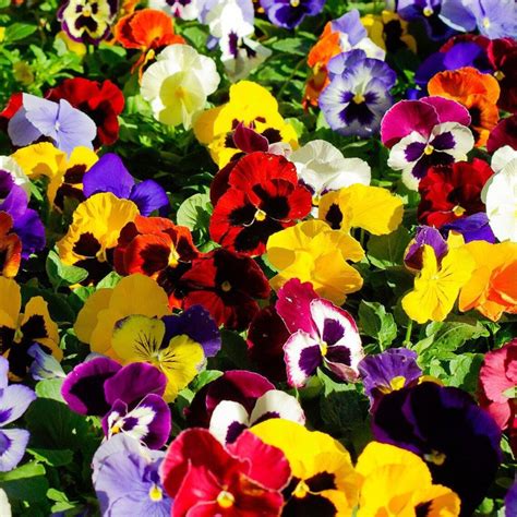 Pansy Winter F1 Mixed Colors 100 Seeds Non Gmo Etsy