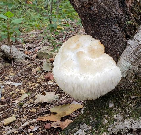 Edible Mushrooms Missouri Fall All Mushroom Info