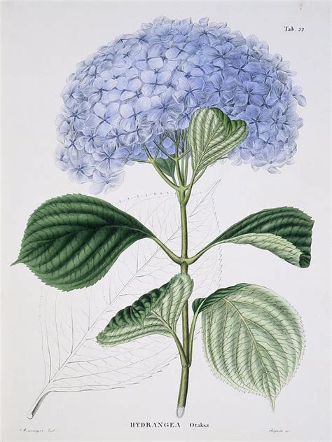Hydrangea Macrophylla Otaksa Artwork By Science Photo Library In