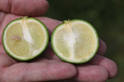 Citrus Greening Citrus Alert