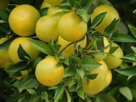 How to make grapefruit presentation tutorial video on grapefruit how to cut and use grapefruit skin as a tray. Planting and Growing Grapefruit, Extensive Guide | Plant ...