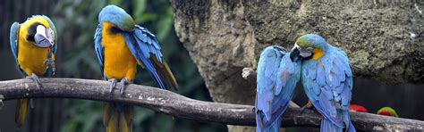 Nature Animals Wildlife Birds Macaws Wallpapers Hd Desktop And