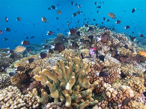 Biodiversity And Marine Protected Areas Insights From