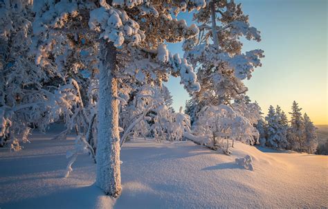 Wallpaper Winter Forest Snow Trees The Snow Taiga