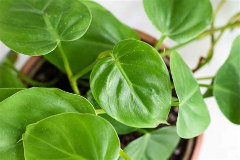 Philodendron Varieties How To Grow Indoors