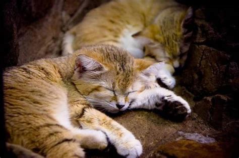 The Cat That Stays A Kitten Forever 9 Pics 1 