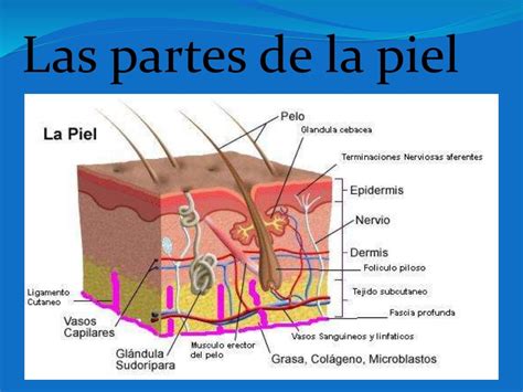 La piel y sus partes
