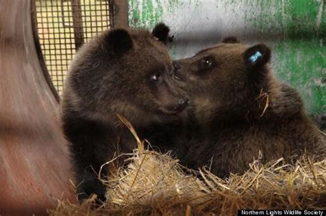Orphan Bear Cubs In B C Rescued Thanks To Help From Strangers Huffpost British Columbia