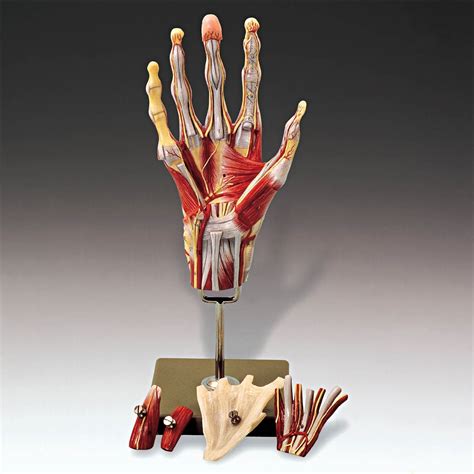 Muscles Of The Hand Model Anatomical Chart Company Ns13