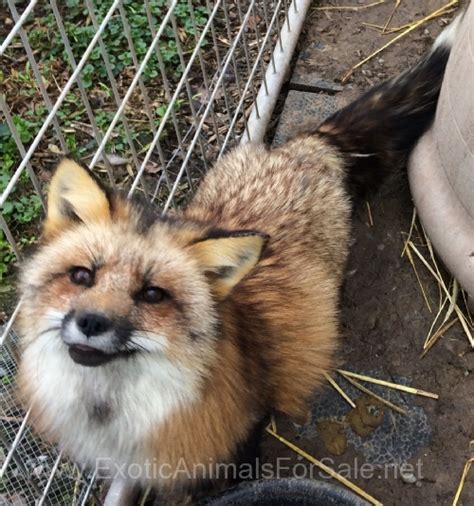 Red Foxes For Sale 200 400 For Sale