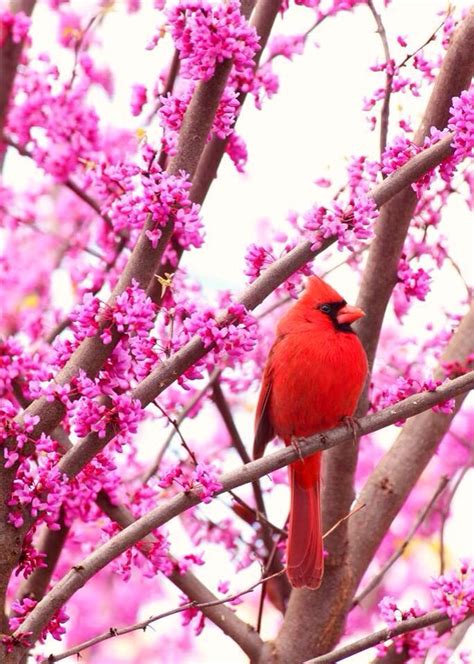 46 Best Cardinal Bird Images On Pinterest Cardinal Birds Beautiful