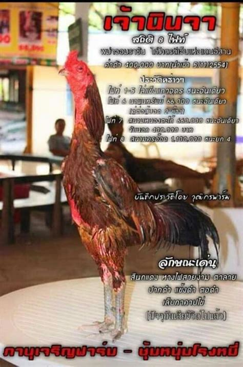 Yuri_gg mon 31 jan 2011, 09:16. Gambar Ayam Ninja : Ayam Gambar Ayam Jenis Ninja : Bentuk ...