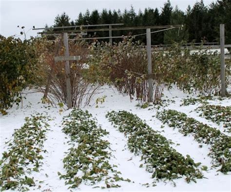 33 Cool Winter Gardening Ideas And How To Grow Winter Plants