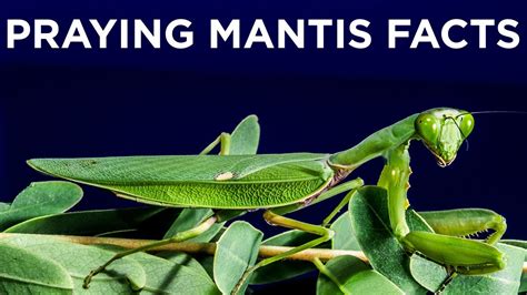 Praying Mantis Fun Facts Everything You Need To Know About Praying