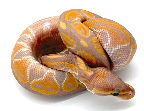 Banana Het Red Axanthic Ball Python Reptile Pets Direct