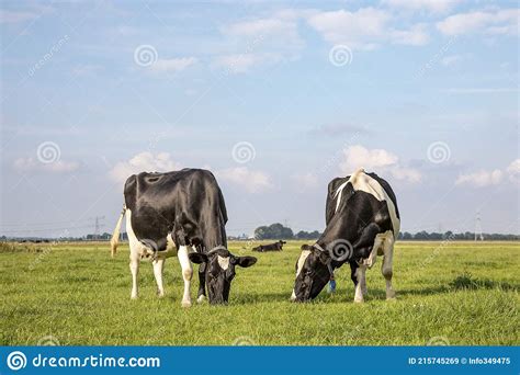 two grazing black and white cows their heads side by side in the grass stock image image of