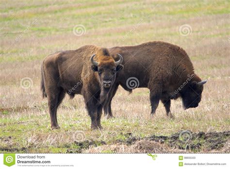 Ayrıca her kategoriden 11 milyonu aşkın yüksek kaliteli video ve video klibi keşfedin. Two Of European Bison Bulls Grazing Stock Image - Image of ...