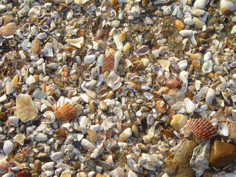 Sea Shells 11 Free Photo Download Freeimages