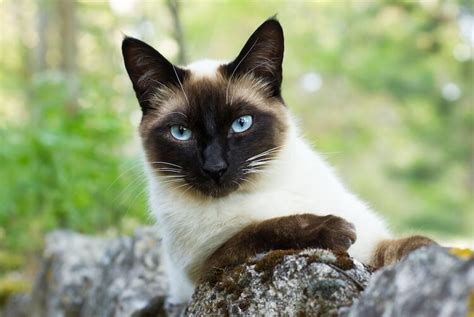 The distinctive features and personalities of siamese cats can be great sources of inspiration for their names. Superb Siamese Cat Names: 325 Sassy, Splendid & Superb ...