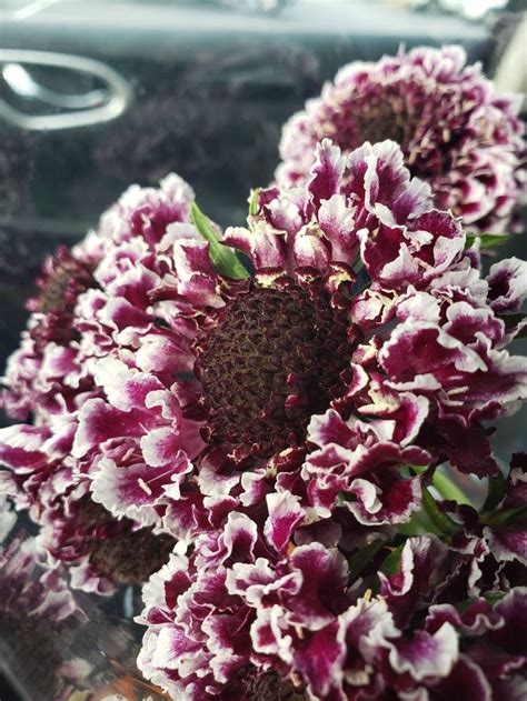 It's great to pick up a plant or flowers for that's not trader joe's thing. What is this beauty? Found at Trader Joes | Flowers ...
