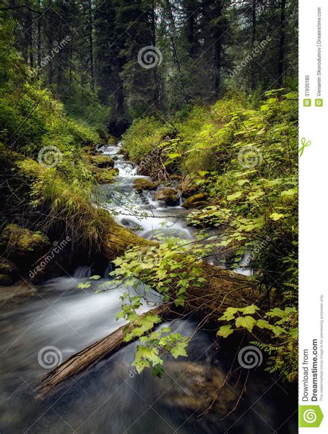 Forest Stream Running Over Rocks A Small Waterfall Stock Image Image