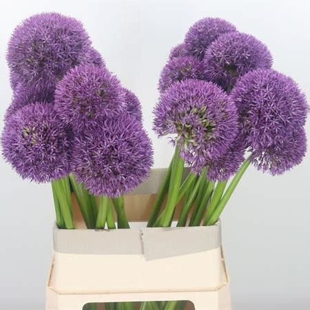 Allium Grootbloemig 80cm Wholesale Dutch Flowers Florist Supplies UK