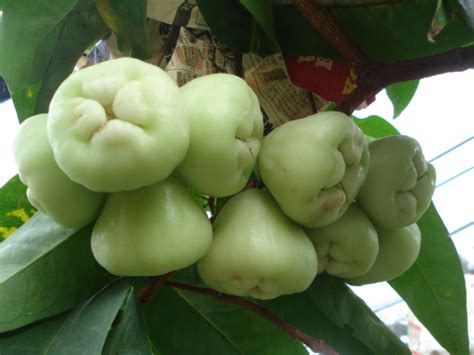 Fame is but a fruit treeso very unsoundit can never flourish till its stalk is in the. Syzygium samarangense(Wax Apple)