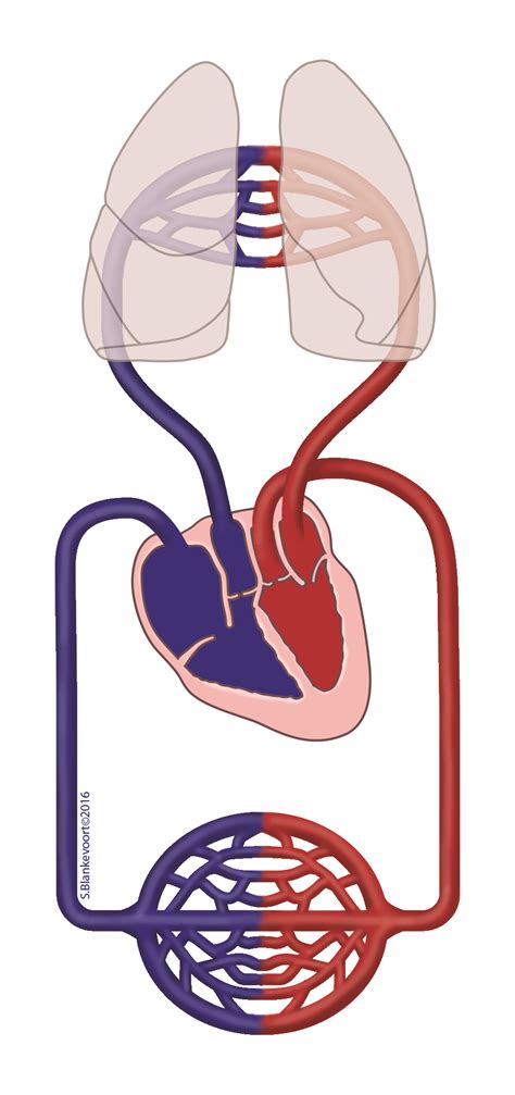 Circulatory System Anatomytool