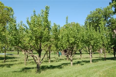Home Orchard Management Royal Oak Farm Orchard Planning For Pest