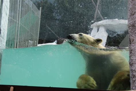A Polar Bear Swims Stock Image Image Of Swim Pool Mammals 98570507