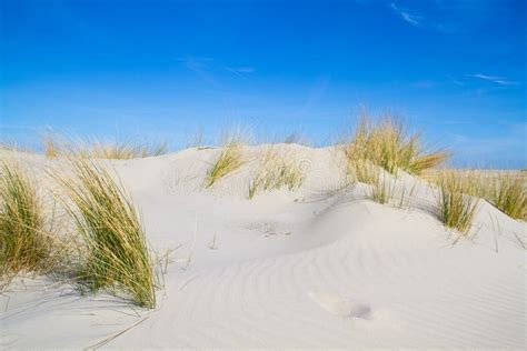 Dune With Beach Grass Stock Image Image Of Arenaria 52755877