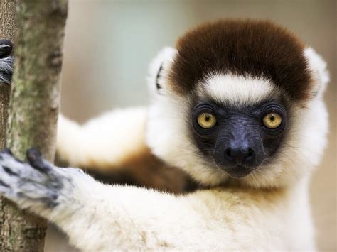 Lemur Primate Madagascar 50 Wallpapers Hd Desktop And