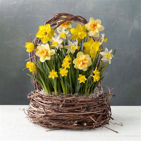Daffodil Mix Grapevine Basket Easter Plants Easter Flowers Flower Pots