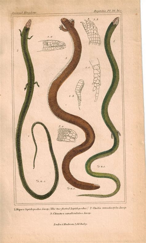 Common Scaly Foot Lizard Snake 1834 Engraved Cuvier Reptile Print Plate