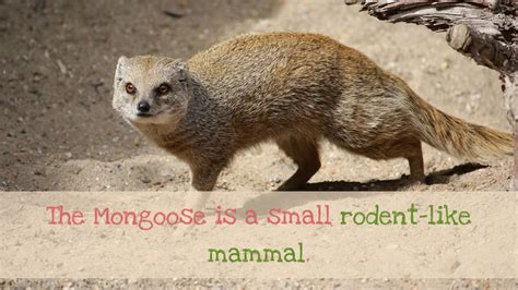 15 Facts You May Not Know About Mongoose Youtube