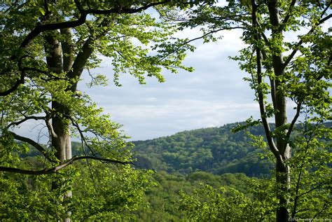 Forest Landscape