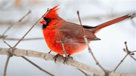 The Global Great Backyard Bird Count Is Underway Heres How To Join