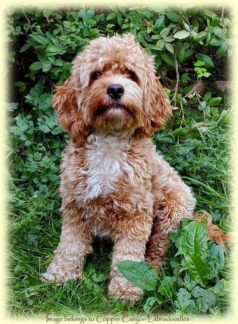 Jun 25, 2021 · mini labradoodle price. Miniature Australian Labradoodle Litters for Adoption ...