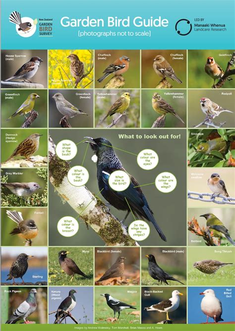 2023 New Zealand Bird Conference — Science Learning Hub