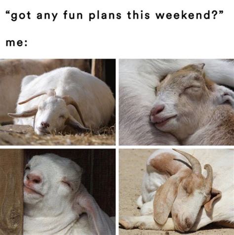 25 Of The Funniest Goat Memes So Far Lets Eat Cake