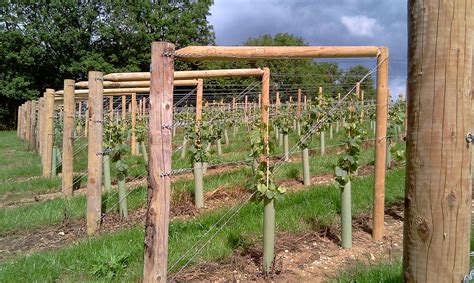 Functional deck decorations to cozy up your backyard living space. grapevine trellis designs | Grape Trellis Training Systems ...