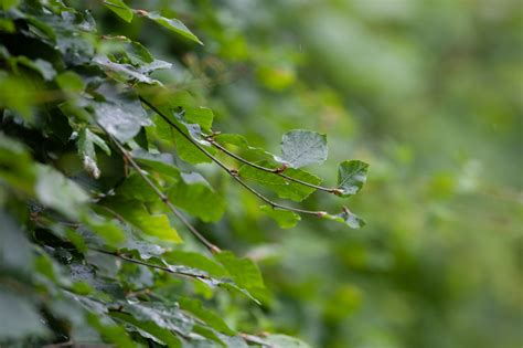 Die buchenhecke oder rotbuchenhecke ist eine robuste pflanze, die auf fast allen böden gut wächst. Buchenhecke stark zurückschneiden » Wann und wie?