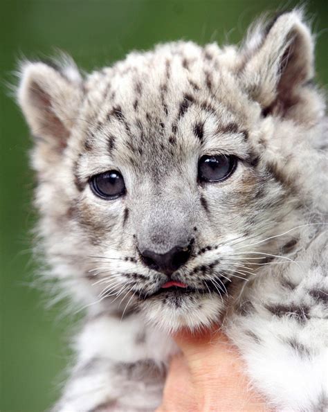 The Scoop Meet Emba A Baby Snow Leopard Popsugar Pets