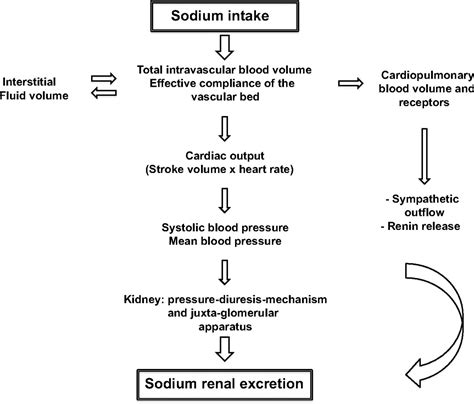 Sodium Intake And Vascular Stiffness In Hypertension Hypertension