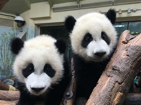 Panda Updates Friday June 2 Zoo Atlanta