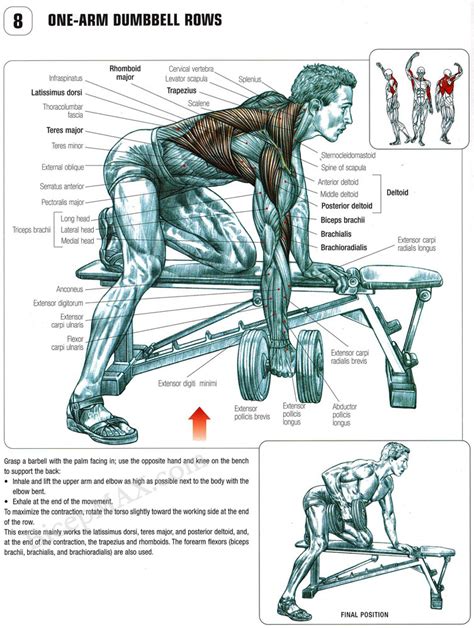 Strength Training One Arm Dumbell Bent Over Row Is It A Complete