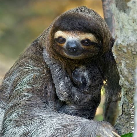 7 Reproduction And Lifespan The Sloth Conservation Foundation