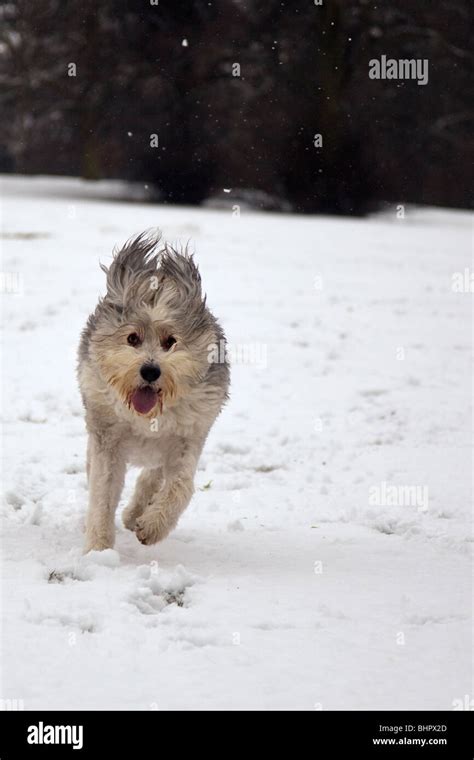 Bearded Collie Dog Out In The Snow Tongue Hanging Out Having Fun