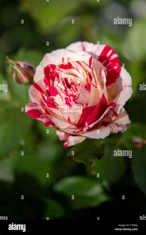 Red Floribunda Rose Hi Res Stock Photography And Images Alamy